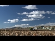 Maize Harvest Side 2 1548